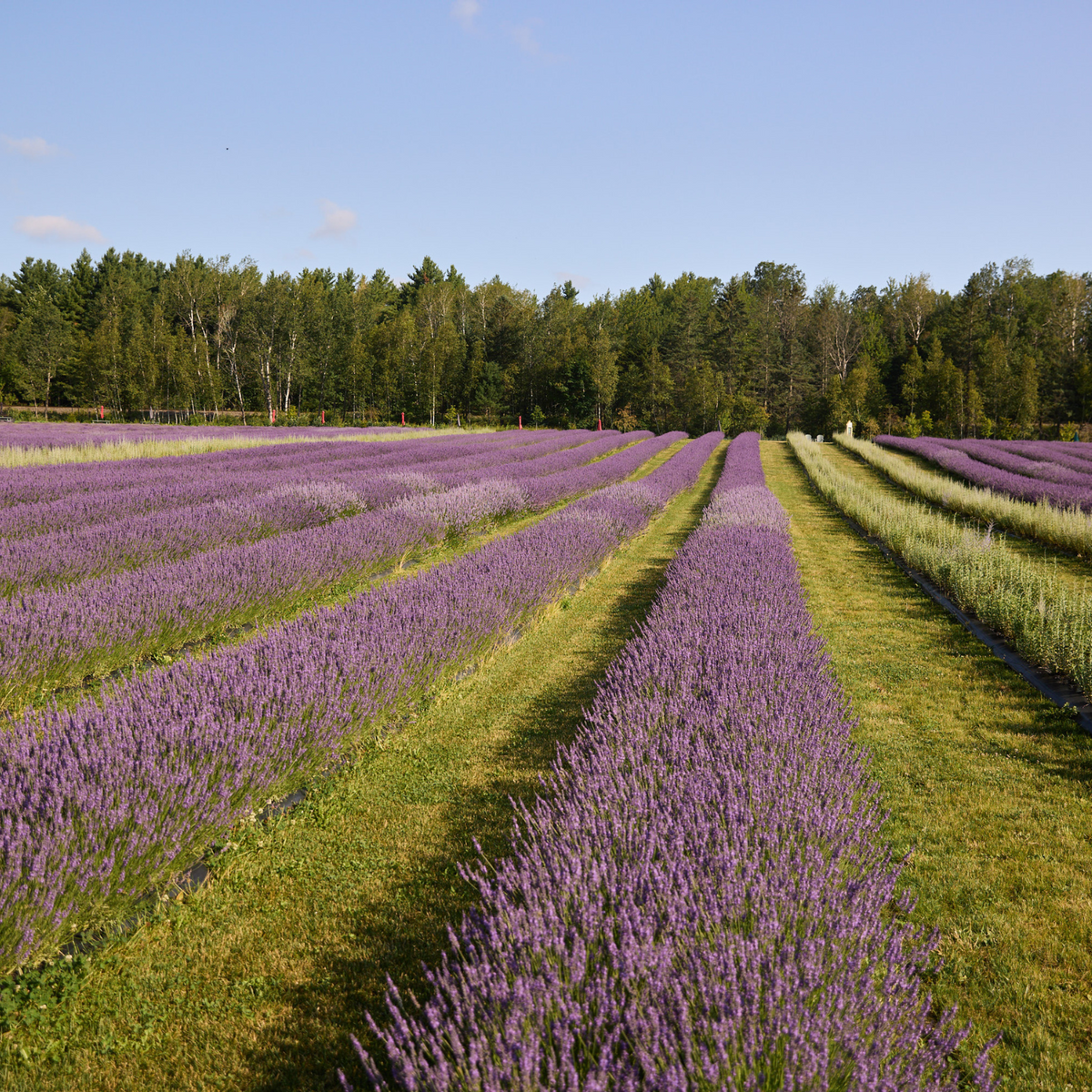 Nos conseils pour de la belle lavande dans vos platebandes ornementales