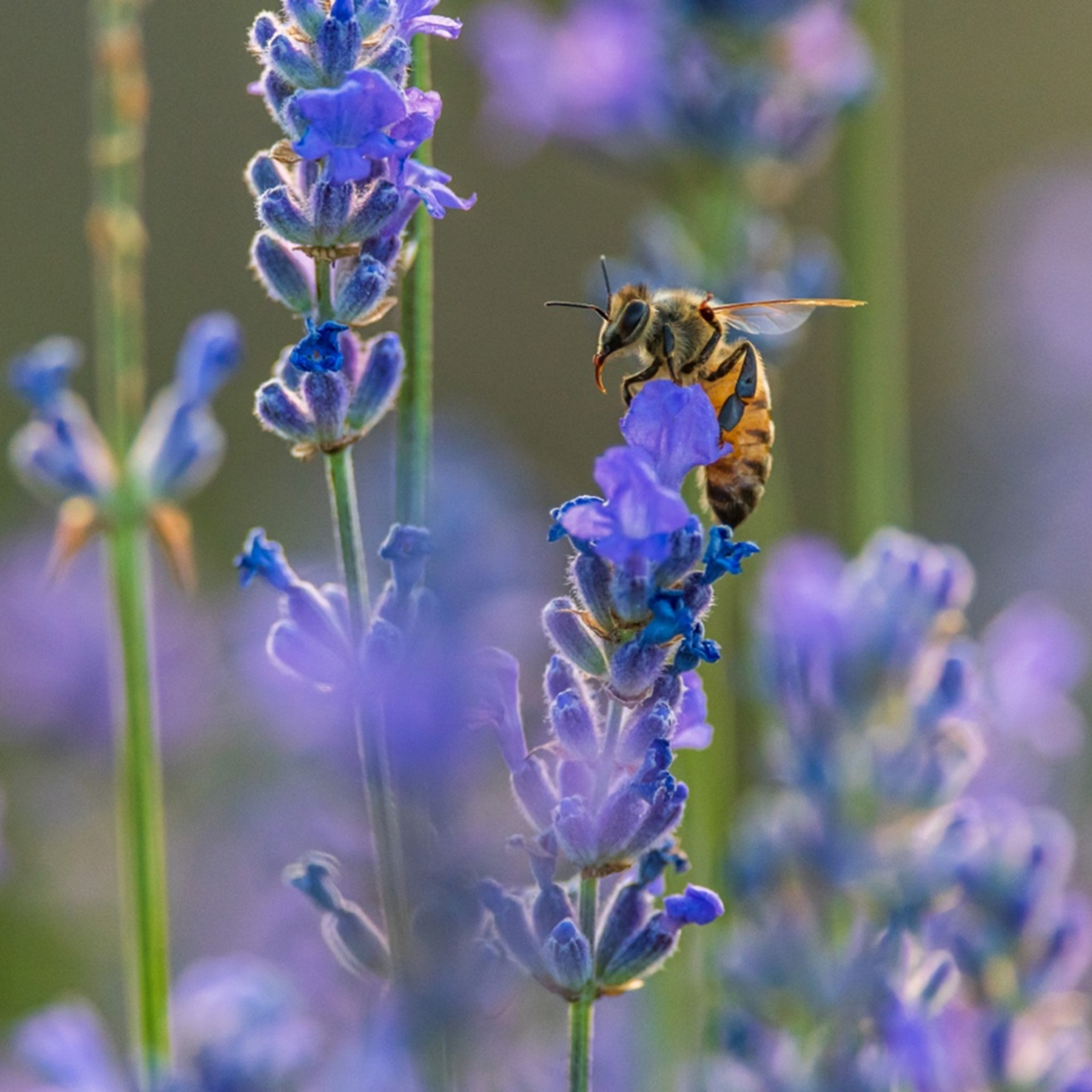 Le défi mai sans tondeuse : à la rescousse des pollinisateurs
