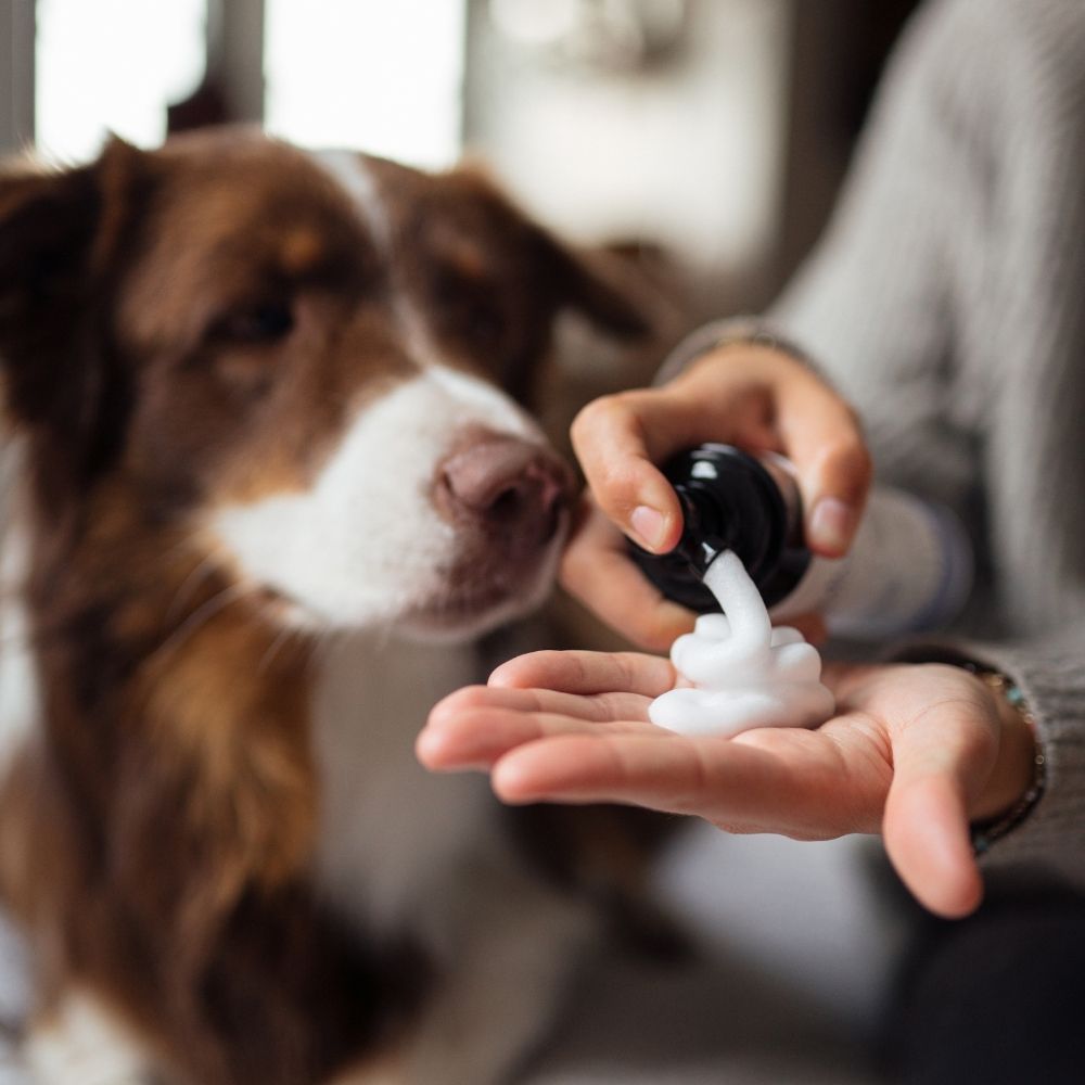 Shampoing lavande pour animal sans rinçage
