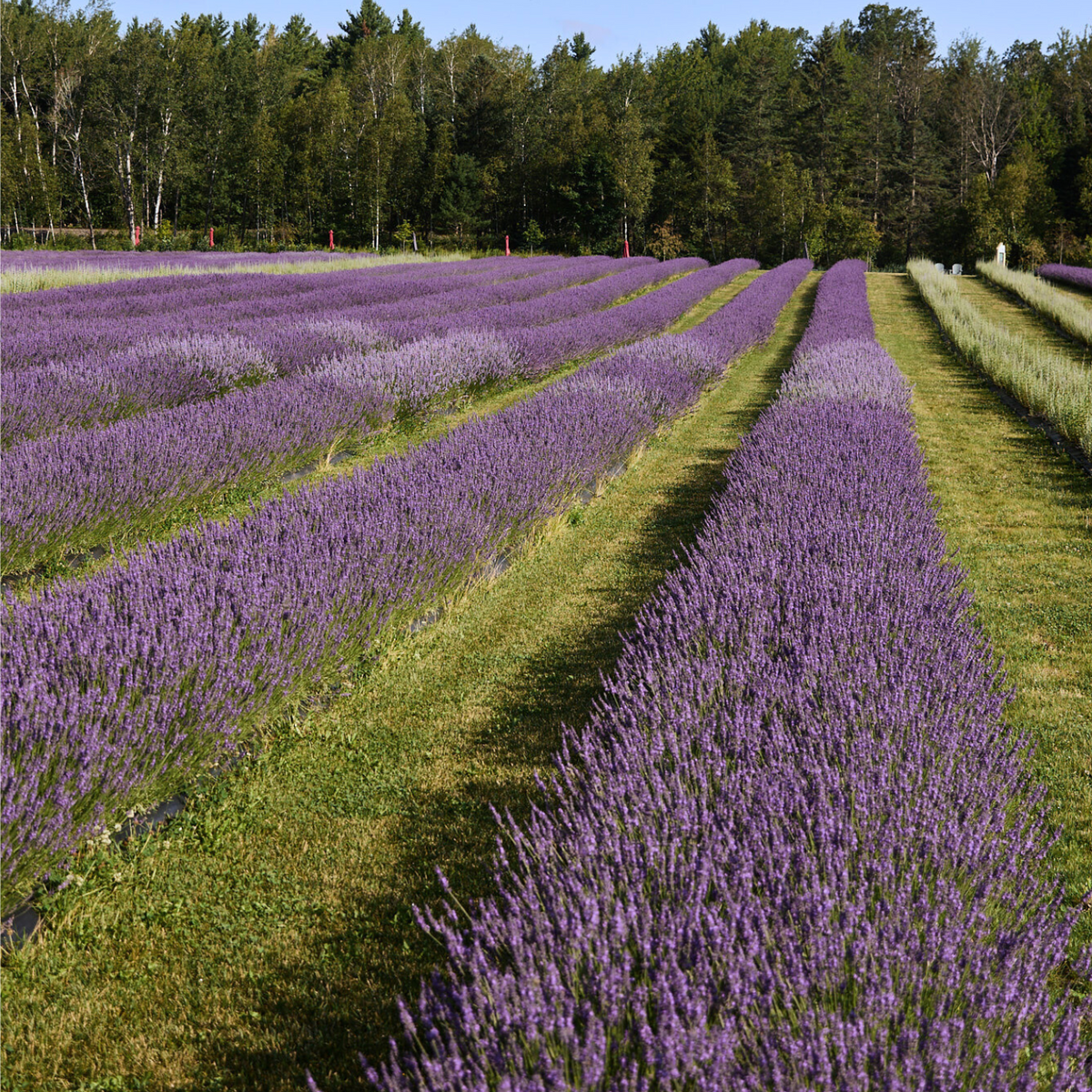 Visite dans les champs de lavande de Bleu Lavande en Estrie tout près de Montréal