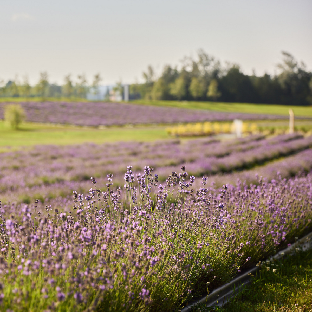 Utilisation d'engrais naturels dans les champs de Bleu Lavande
